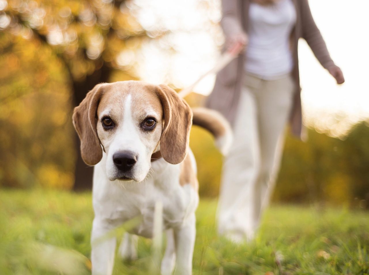 A Great Way to Meditate and Take a Break, walking your Dog in the park. Green grass and tress in the bakground and someone walking a dog.