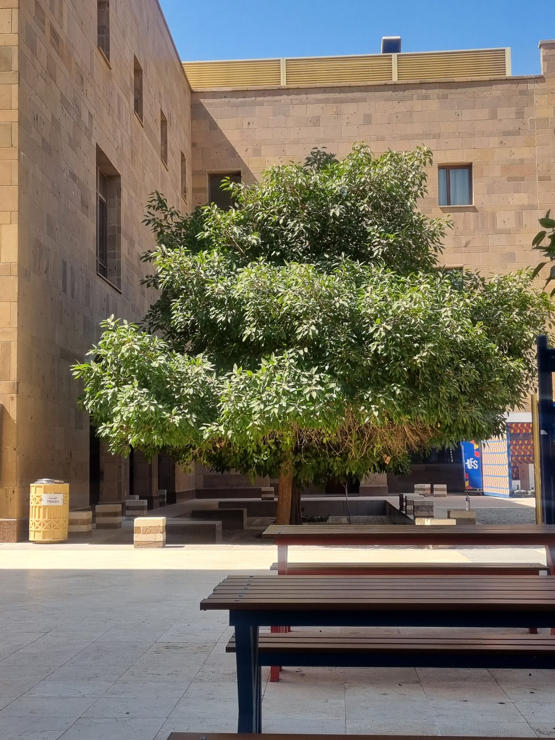 Tree in the internal courts of the American University Campus, New Cairo