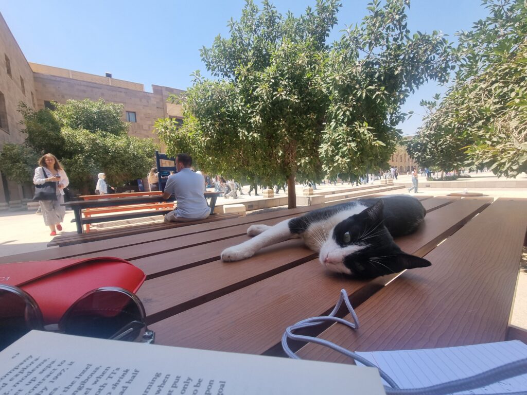 Cats are a part of the charm of AUC Cairo